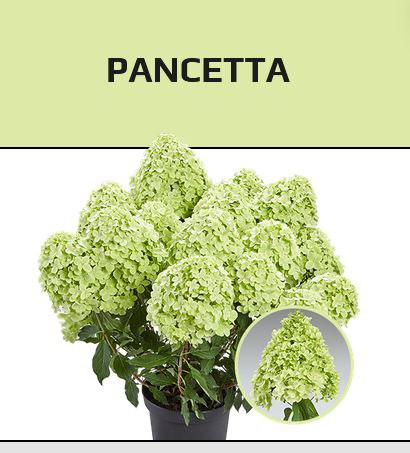 Гортензия метельчатая Pancetta