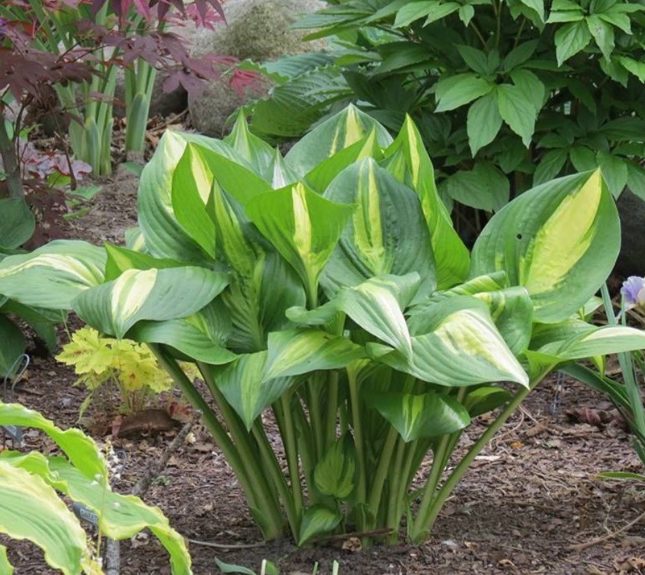 №2833 Хоста American Sweetheart (размер L)