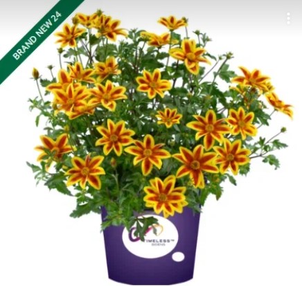 №1291 Биденс Blazing Star