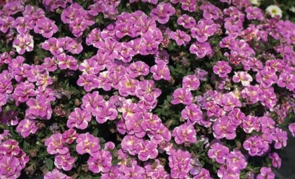 №1341 Калибрахоа Mini Famous Neo Double Loopy Pink