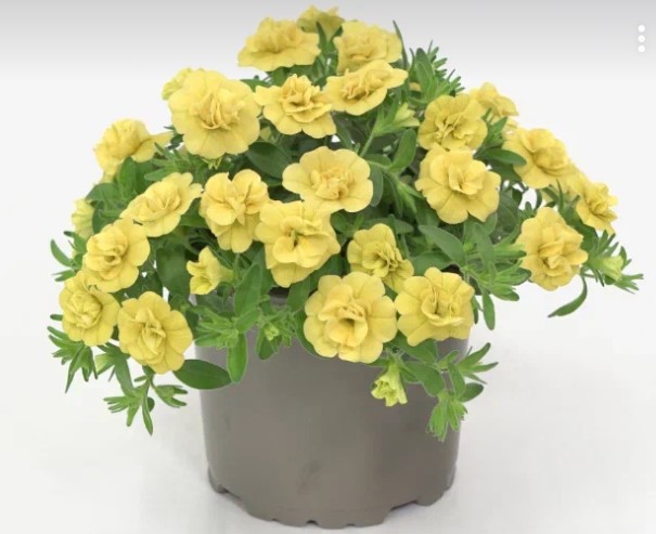 №1352 Калибрахоа Oro Double Yellow