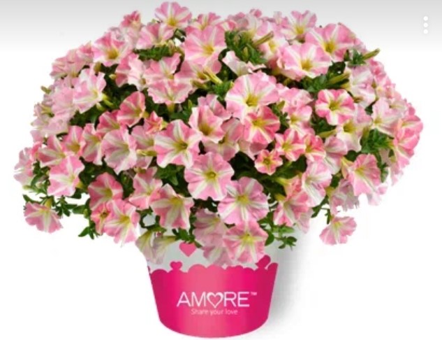 №1682 Петуния Amore Princess Pink