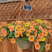 №42 Петуния Cascadias Indian Summer