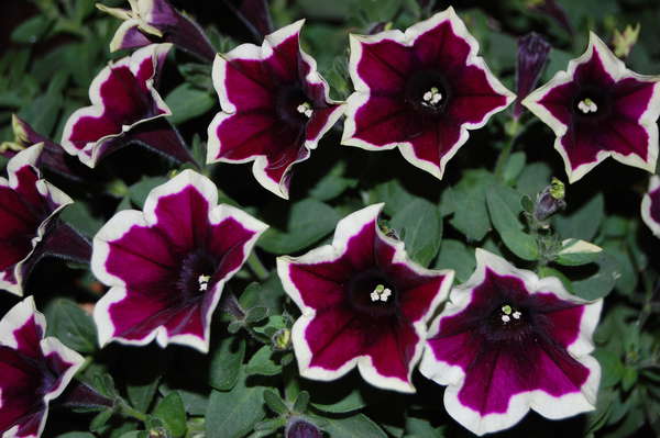 №49 Петуния Cascadias Rim Magenta