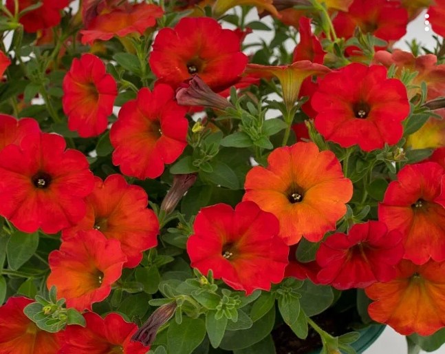 №1398 Петхоа Beautical Red Maple