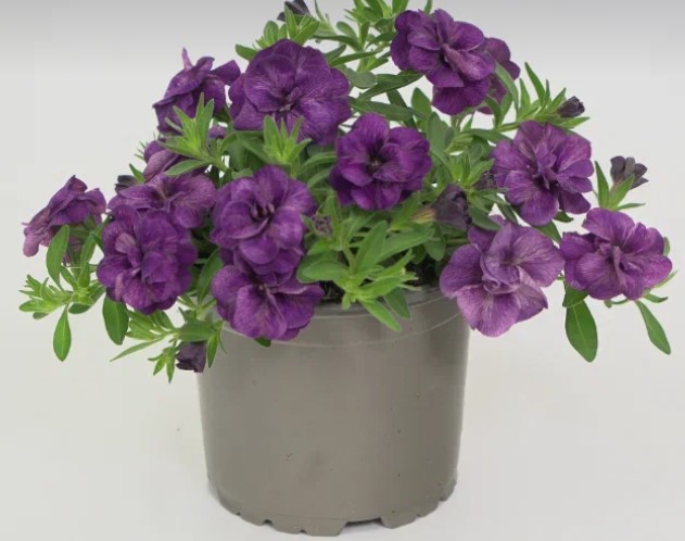 №1348 Калибрахоа Oro Double Blue