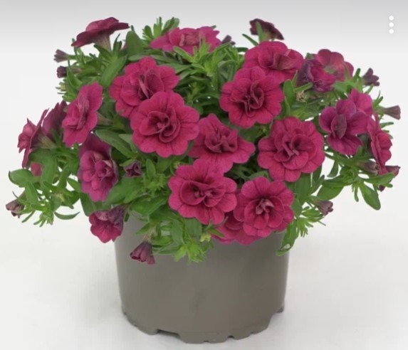 №1349 Калибрахоа Oro Double Magenta