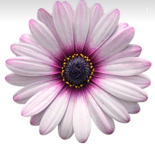 №1441 Остеоспермум Cape Daisy Eye Catcher Pink