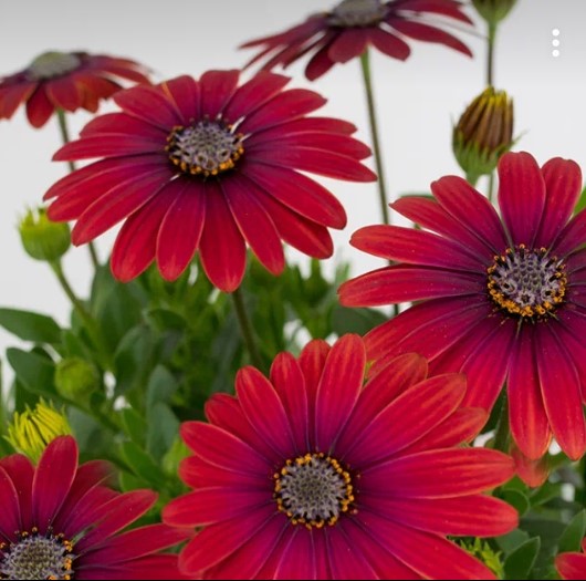 №1443 Остеоспермум Cape Daisy Zanzibar Red