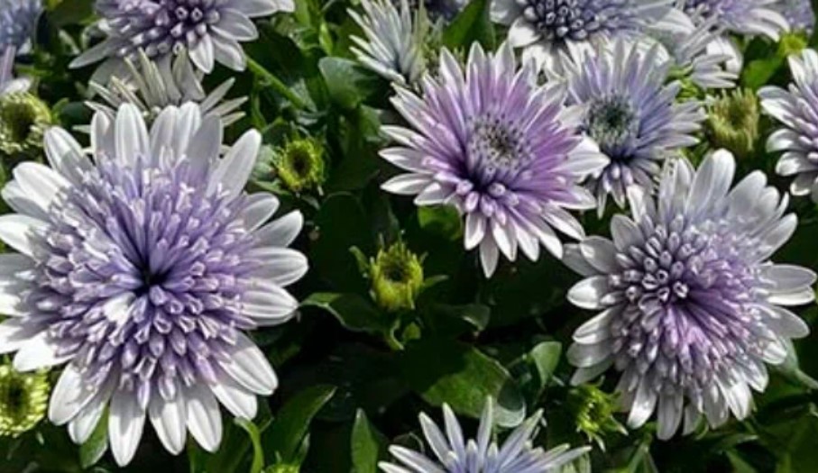 №1413 Остеоспермум махровый 3D Steel Blue