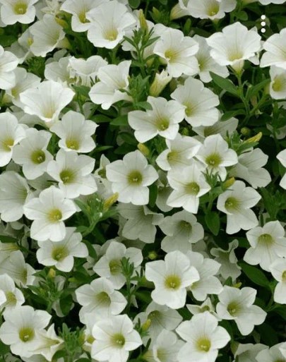 №1389 Петуния Surfinia Table White