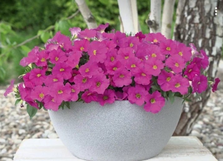 №1401 Петхоа Power sisters Bandit betty