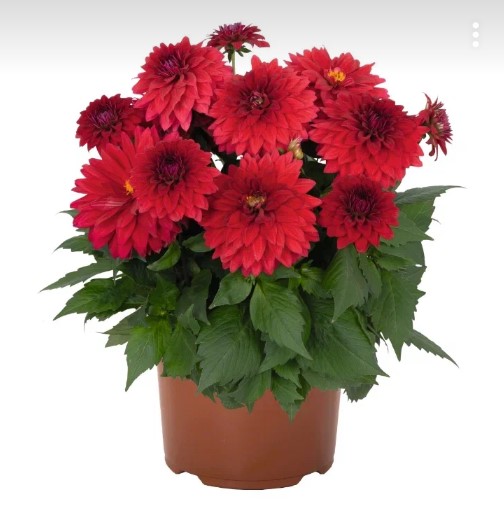 №1498 Георгины Hypnotica Red Velvet