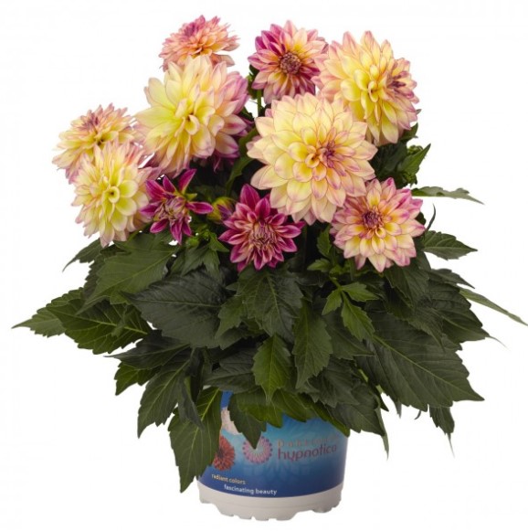 №1499 Георгины Hypnotica Tropical Breeze