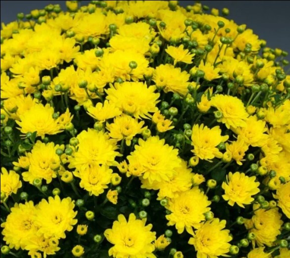 №1780 Хризантема-мультифлора Bransound Yellow (35-36 неделя)