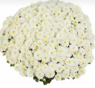 №1784 Хризантема-мультифлора Fresh White (35-36 неделя)