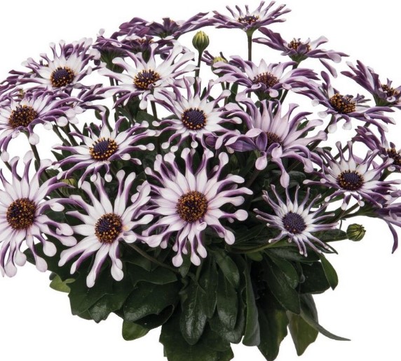 №1841 Остеоспермум Margarita White Spoon