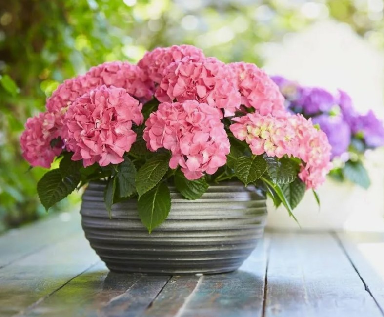 Гортензия крупнолистная Tabletensia Pink