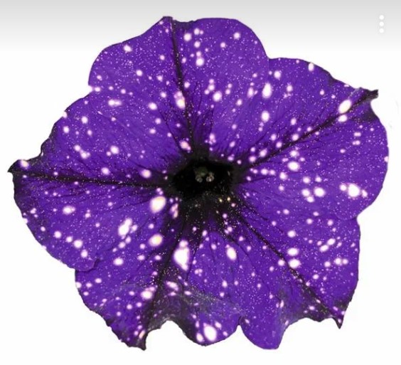 №1383 Петуния Famous Midnight Sky