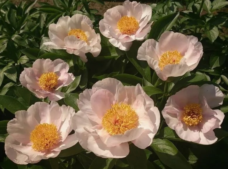 Пион Apricot Queen