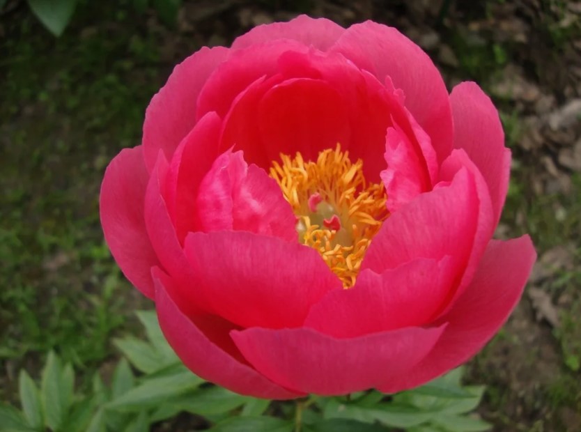Пион Cytherea
