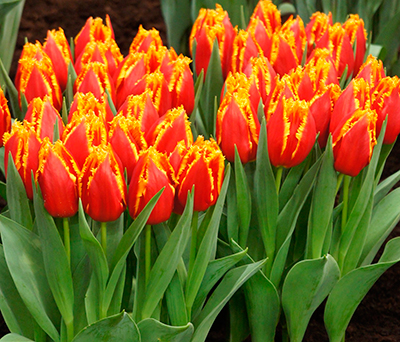 Тюльпан Davenport (Давенпорт)