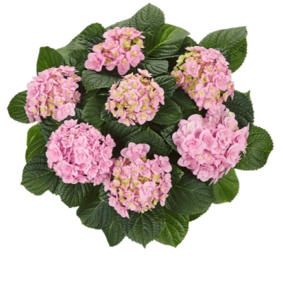 №23 Гортензия крупнолистная Florentina Pink