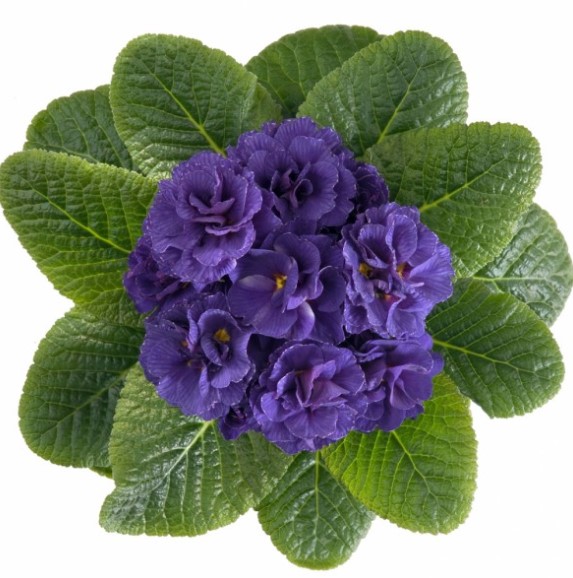 №2319 Примула махровая Гетор Петтикот Блу