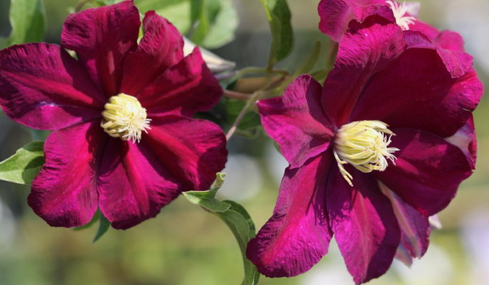 №2459 Клематис Monte Cassino (высота 300см, цветок 16-20см, 3 группа)