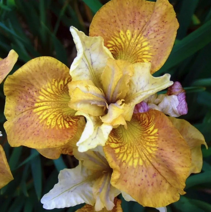 №2120 Ирис сибирский Butterscotch Fizz