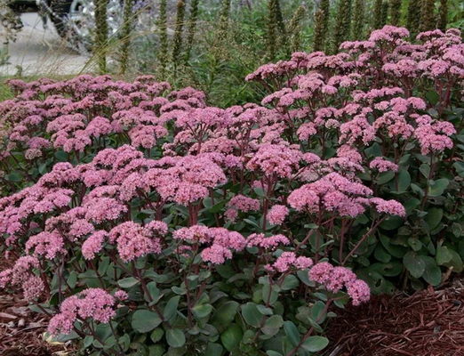 №2145 Седум Matrona