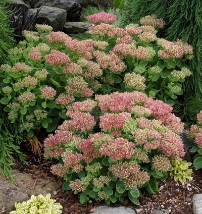 №2148 Седум Hot Stuff