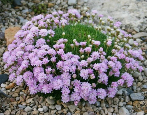 №2165 Армерия New Zealand Form