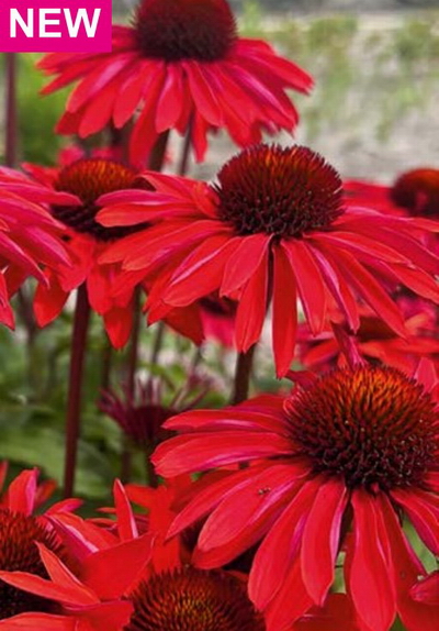 №2188 Эхинацея Hot Summer Improved