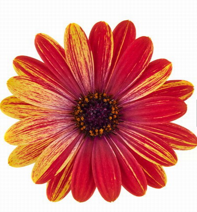 №2191 Остеоспермум Cape Daisy Zanzibar Fireworks Red
