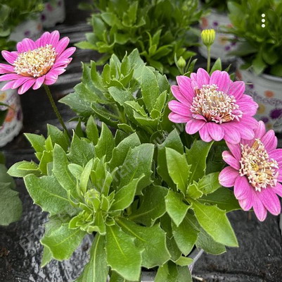 №2192 Остеоспермум махровый 3D Pink Bicolour