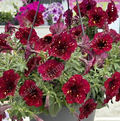 №2193 Петуния AlpeTunia Burgundy Sky