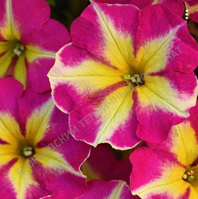 №2194 Петуния AlpeTunia Magenta Yellow Star