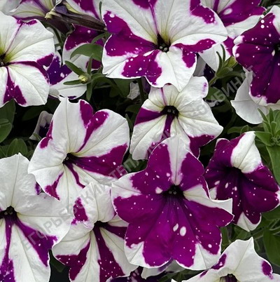 №2195 Петуния AlpeTunia Purple White Sky