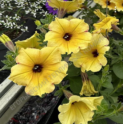 №2197 Петуния AlpeTunia Yellow Dark Center