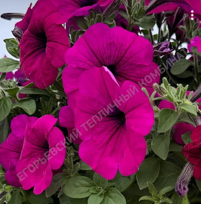 №2206 Петуния Famous Purple 25