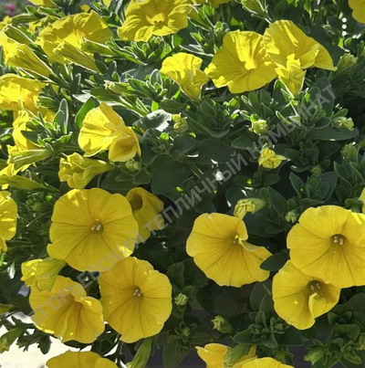 №92 Петуния Potunia Canary Yellow 2025