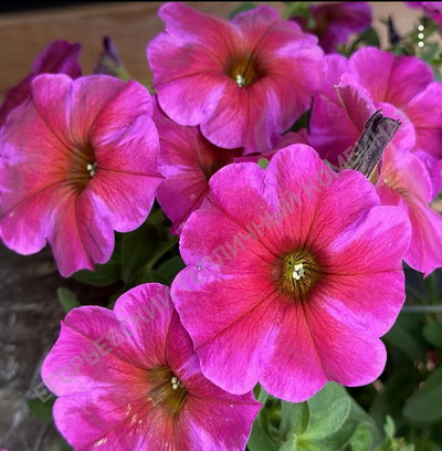 №2214 Петхоа Beautical Rose Star
