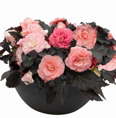 №2227 Mocca Light Pink Shades