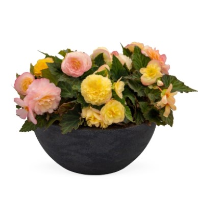 №2230 Бегония NonStop Peach Shades