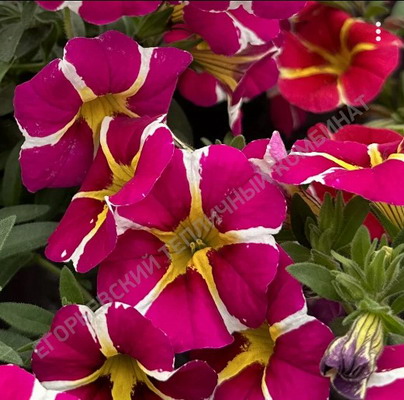 №2241 Калибрахоа Rave Pink Magenta Island