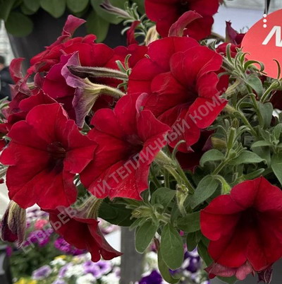 №2196 Петуния AlpeTunia Red Velvet