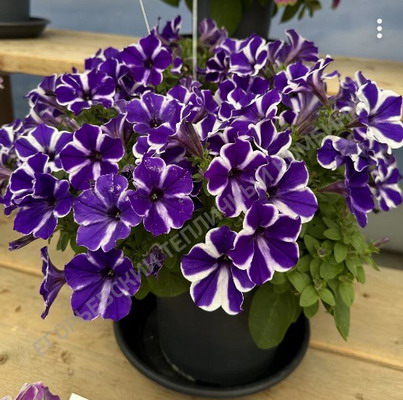 №2208 Петуния Blue Diamond