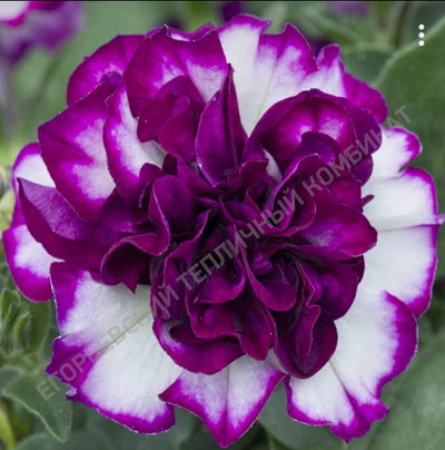 №2211 Петуния Tumbelina Compact Nicola