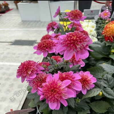 №2245 Георгины Dalina Maxi Pink Starburst